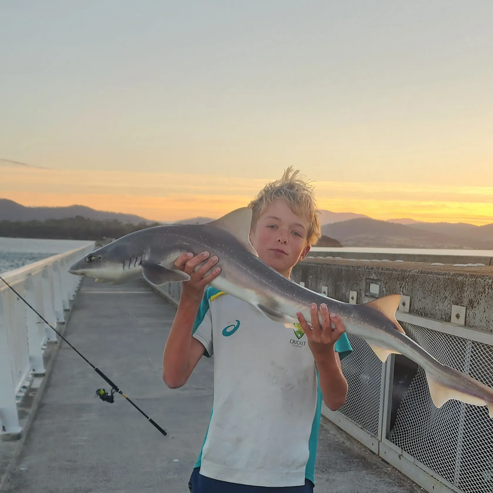 The most recent Gummy shark catches on Fishbrain