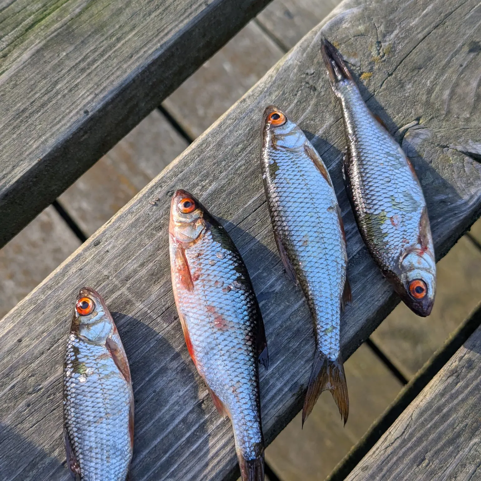 recently logged catches
