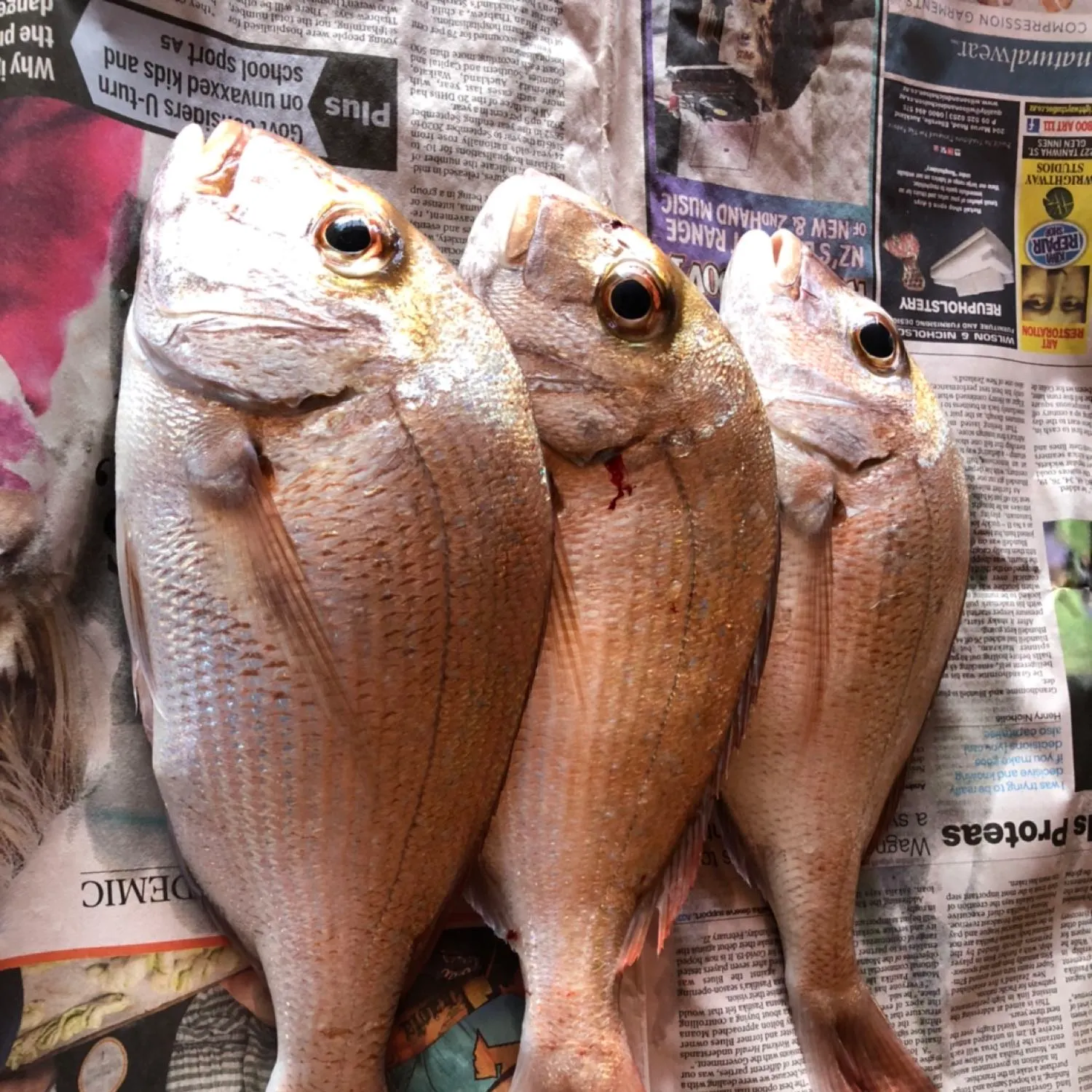 recently logged catches