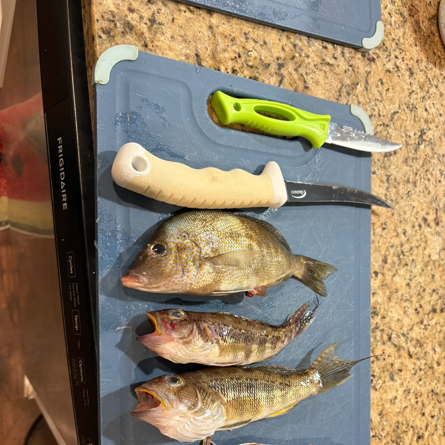 recently logged catches