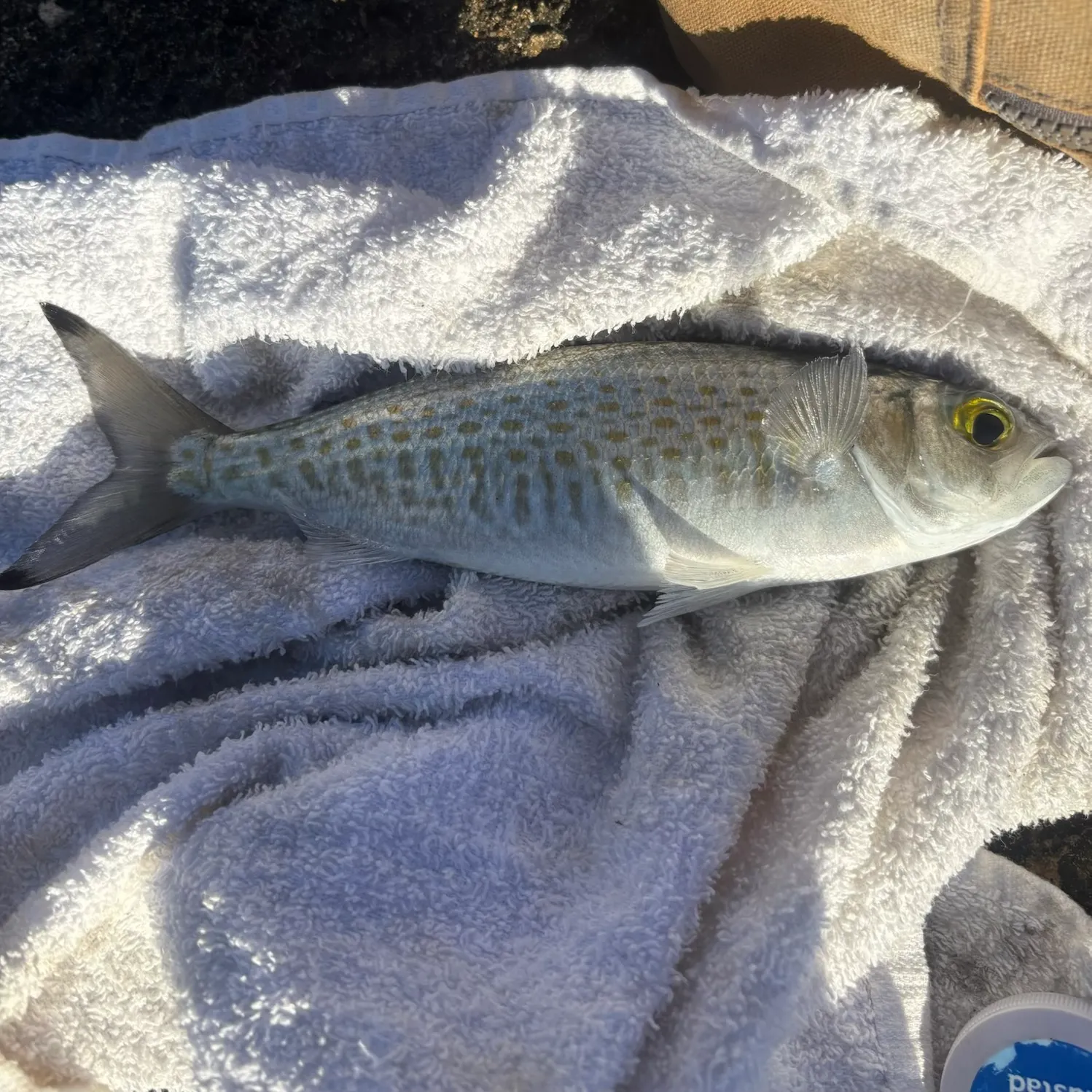 The most recent Australian ruff catches on Fishbrain