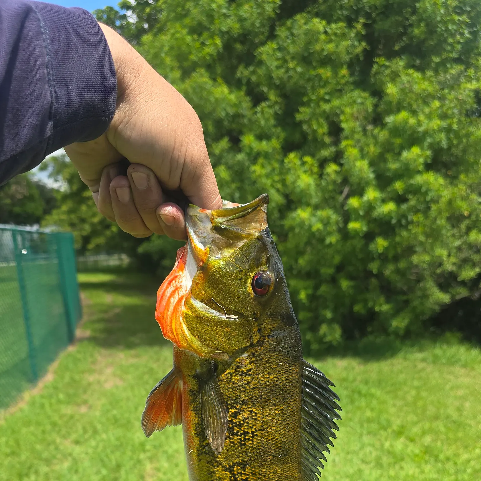 Butterfly peacock bass caught on Fishbrain