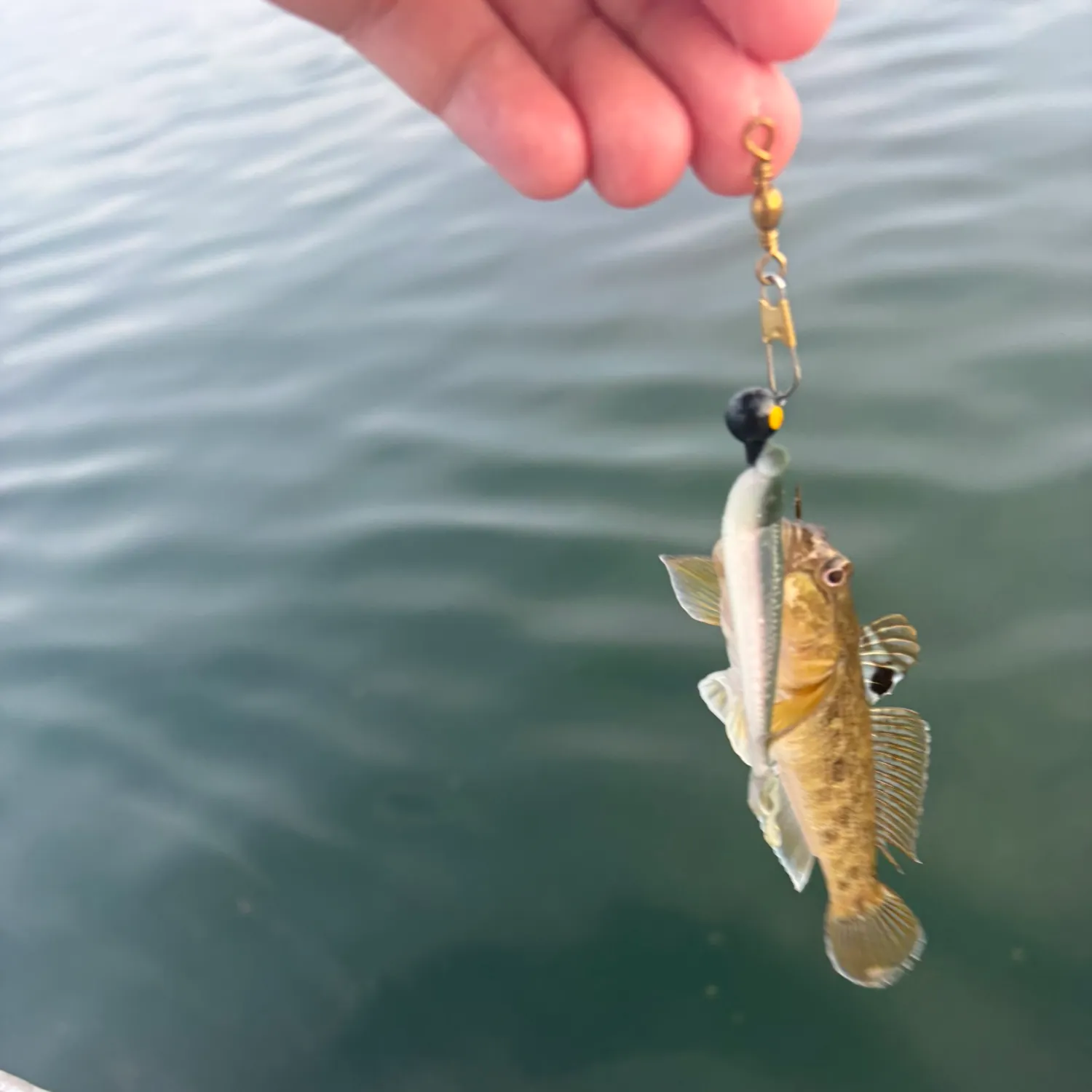 The most recent Round goby catches on Fishbrain