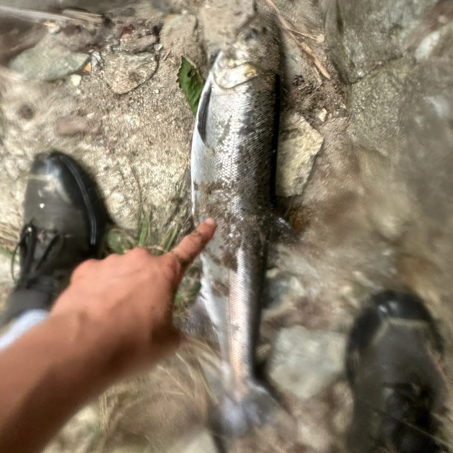 The most recent Steelhead catches on Fishbrain