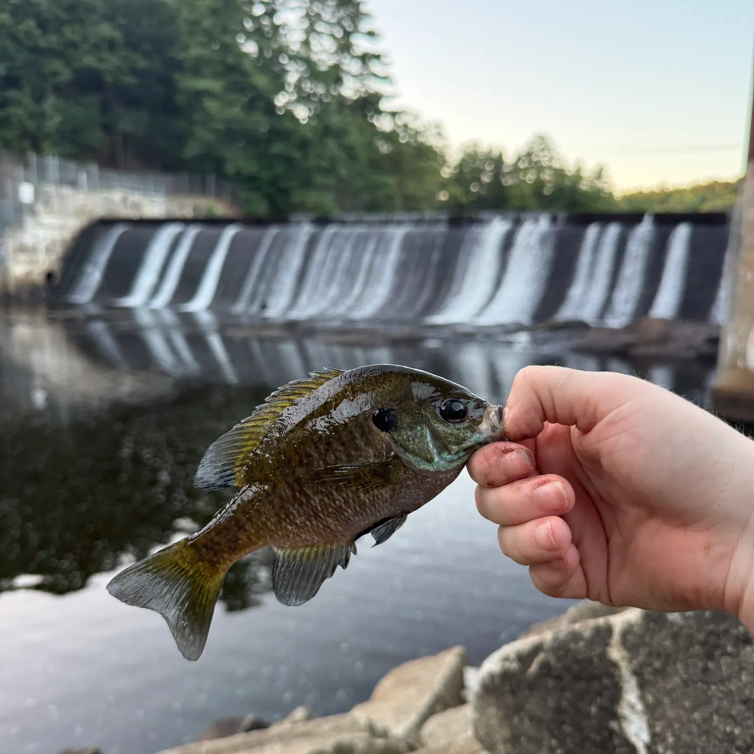Bluegill caught on Fishbrain
