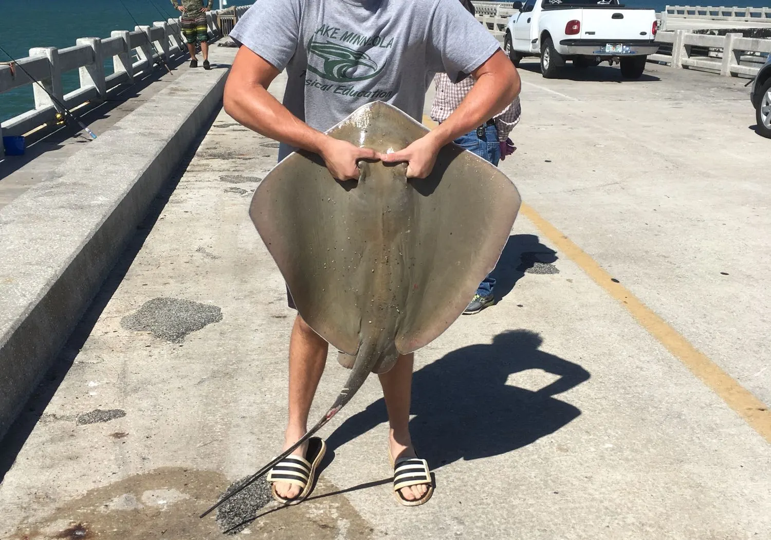 Atlantic stingray