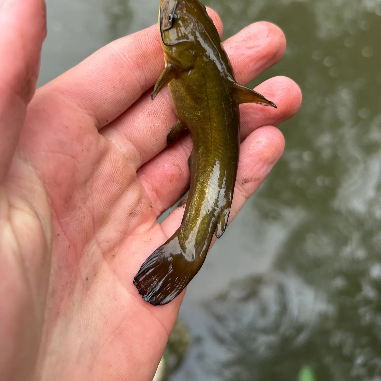 Yellow bullhead caught on Fishbrain