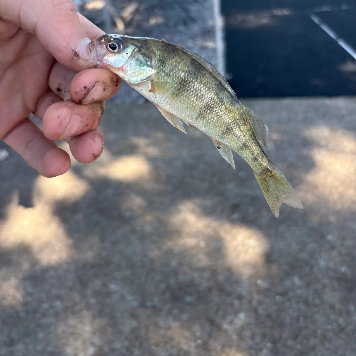 Yellow perch caught on Fishbrain