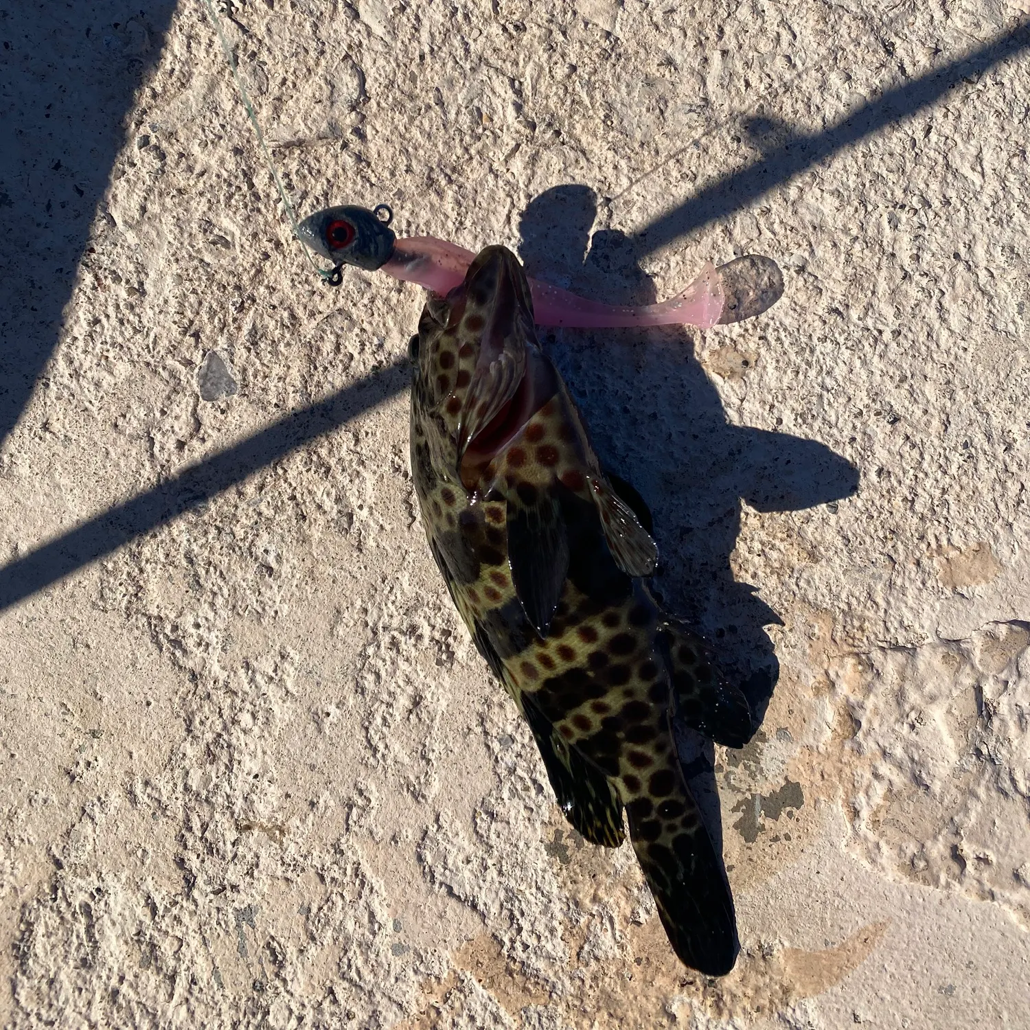 The most recent Spotted grouper catches on Fishbrain