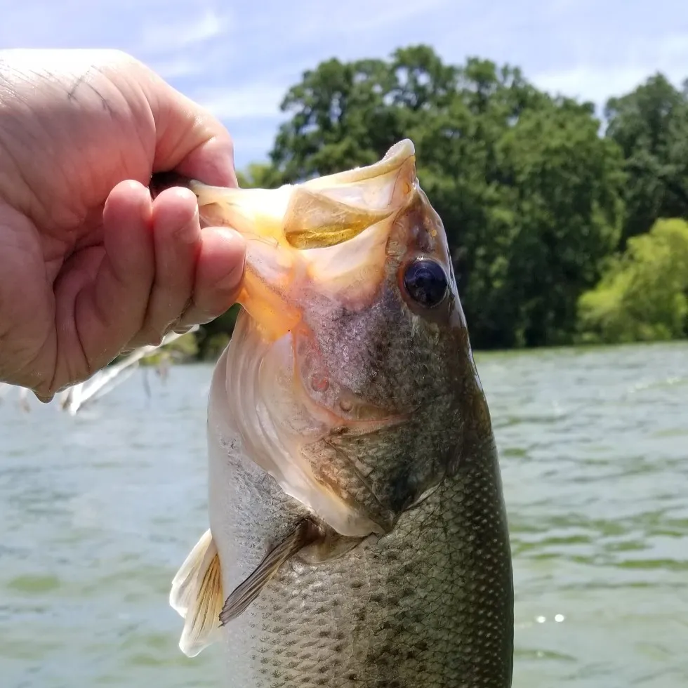 Fish caught on Fishbrain