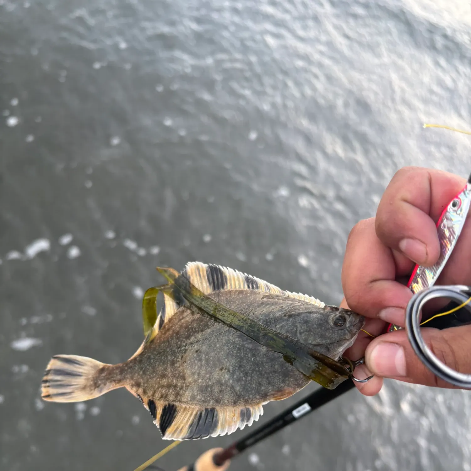 The most recent Starry flounder catches on Fishbrain