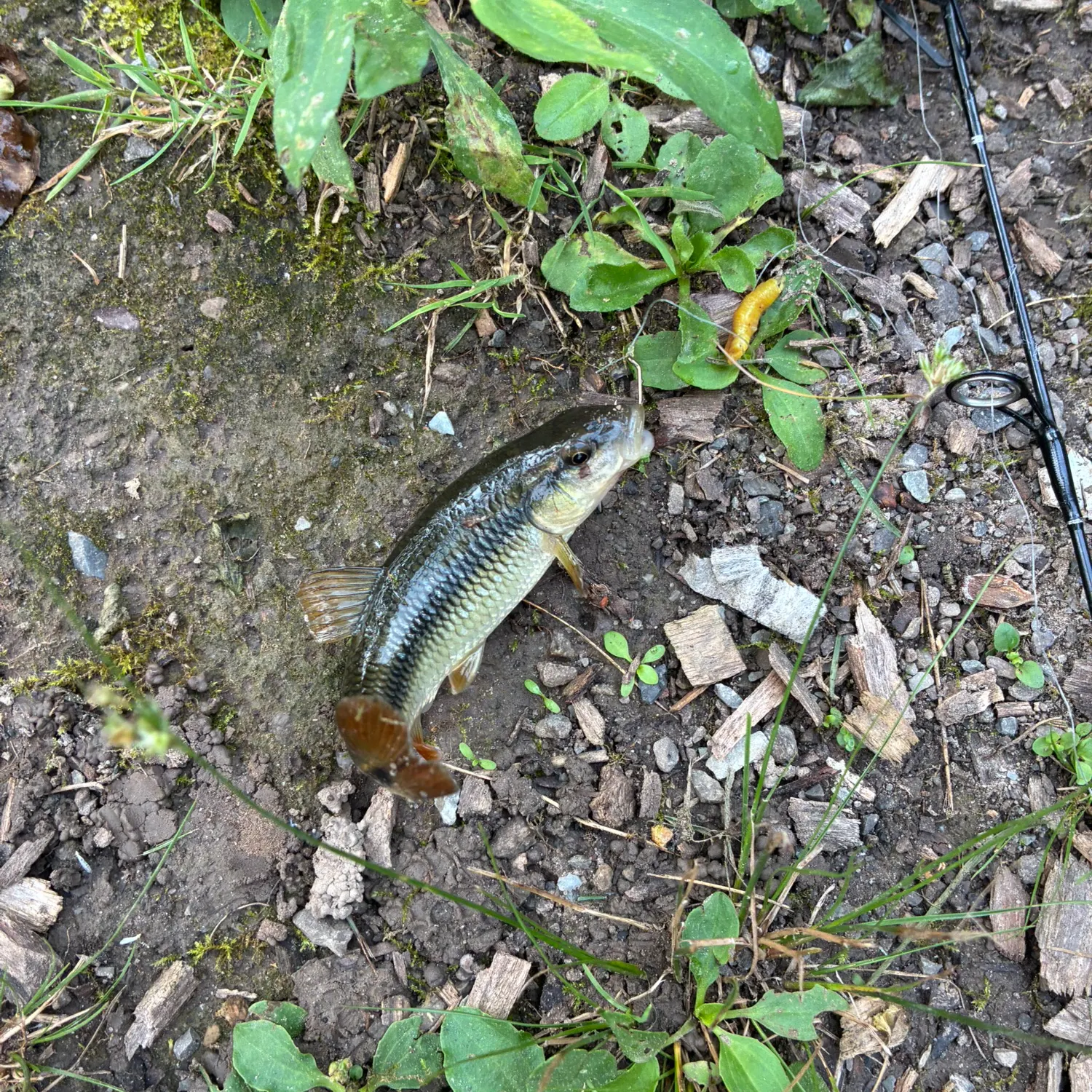 Creek chub caught on Fishbrain