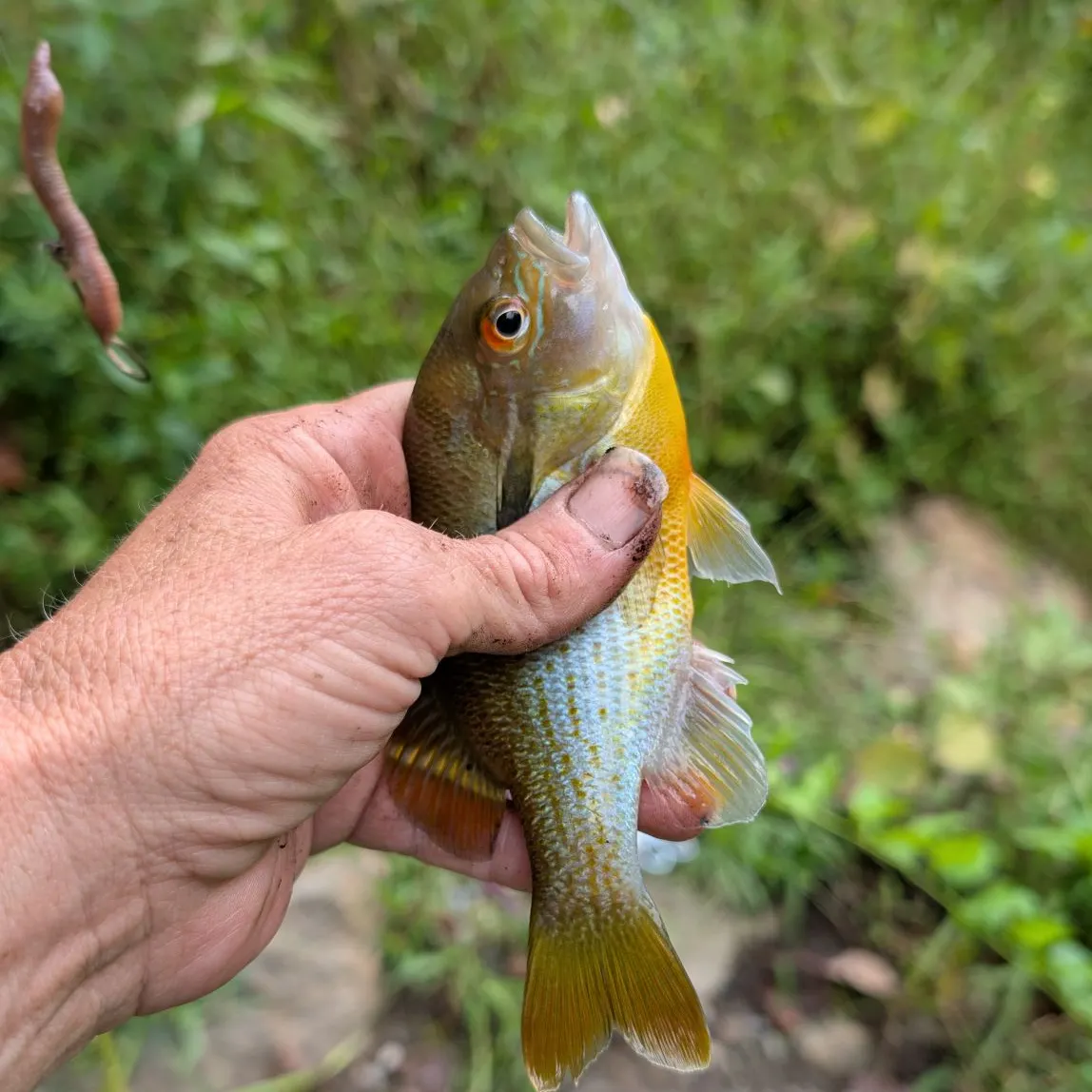 Redbreast sunfish caught on Fishbrain