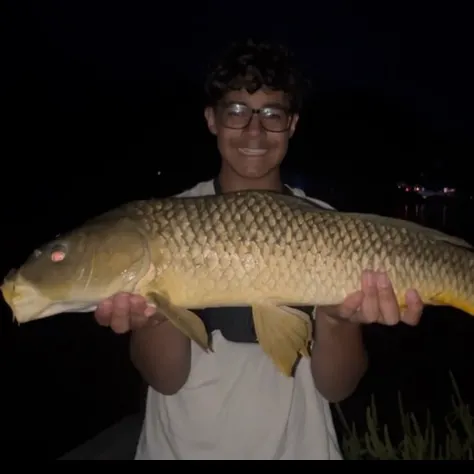 Common carp caught on Fishbrain