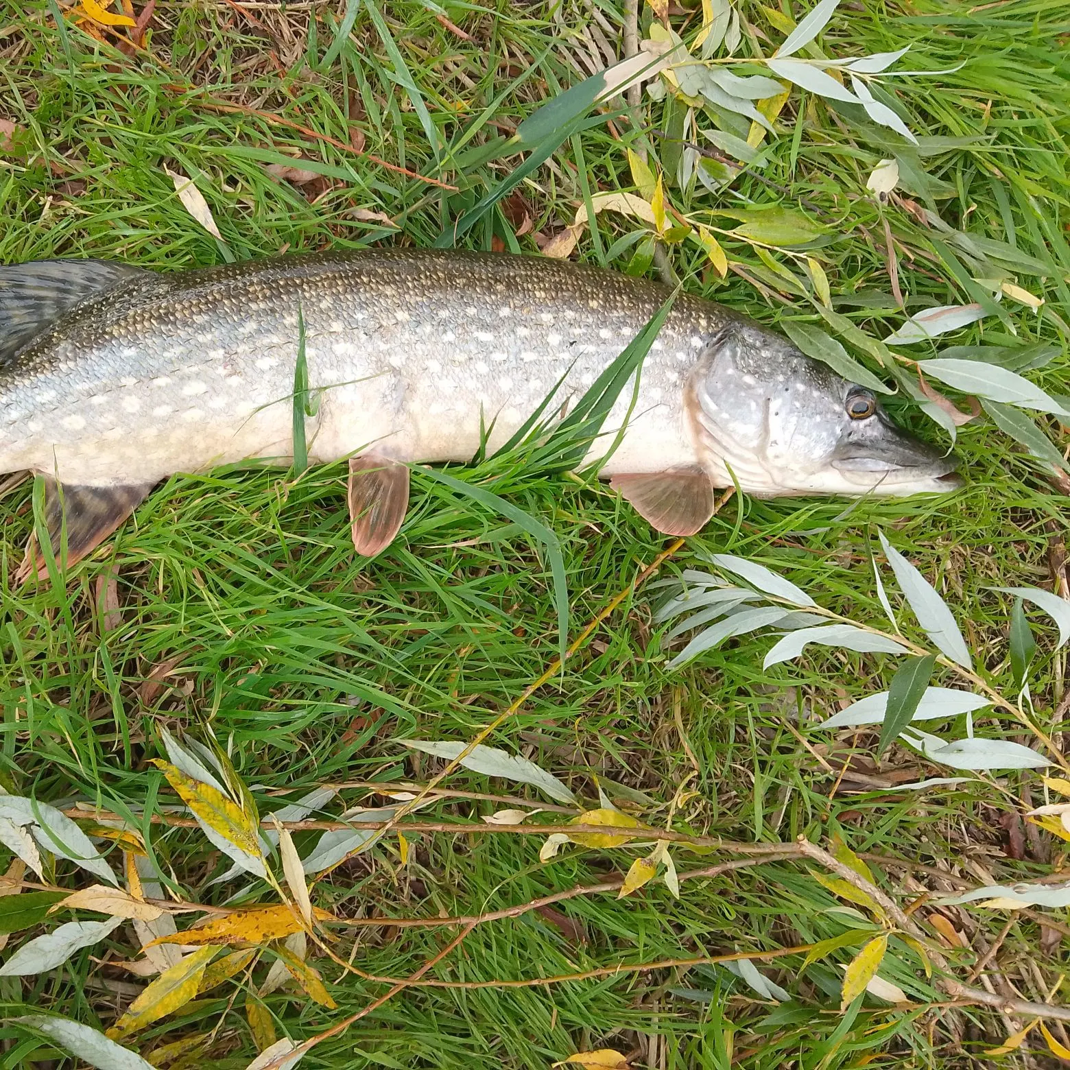 Northern pike caught on Fishbrain