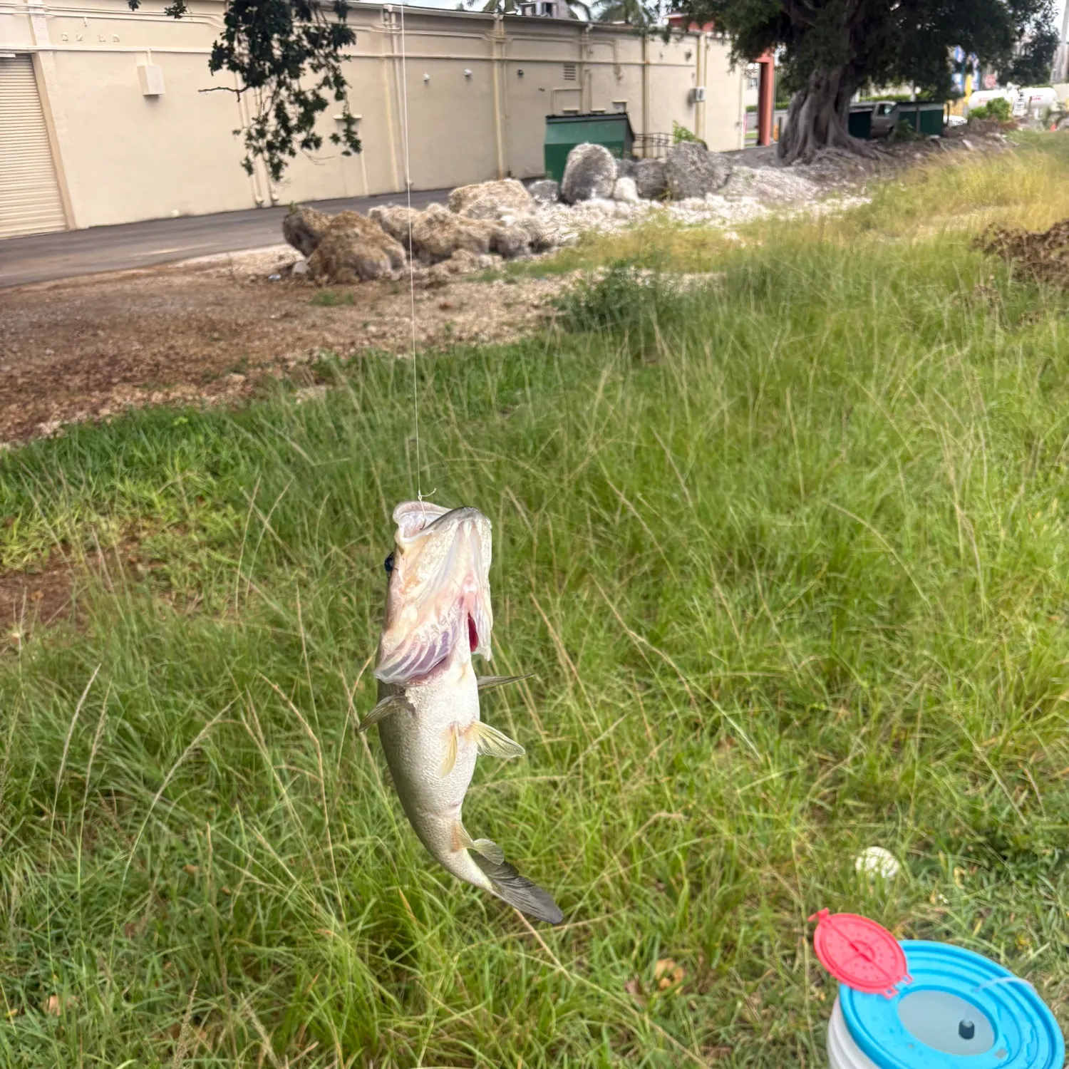 catch