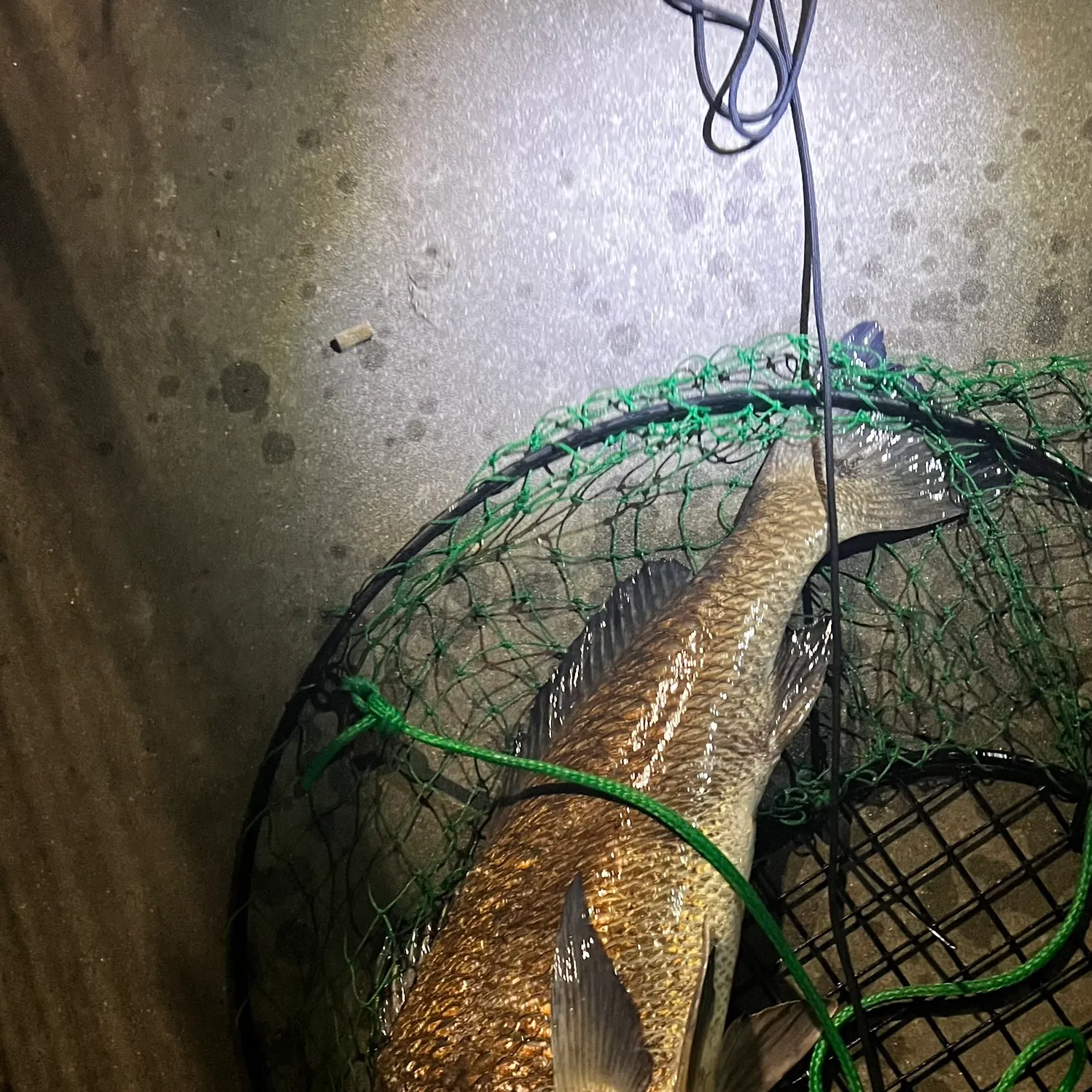 Black drum caught on Fishbrain