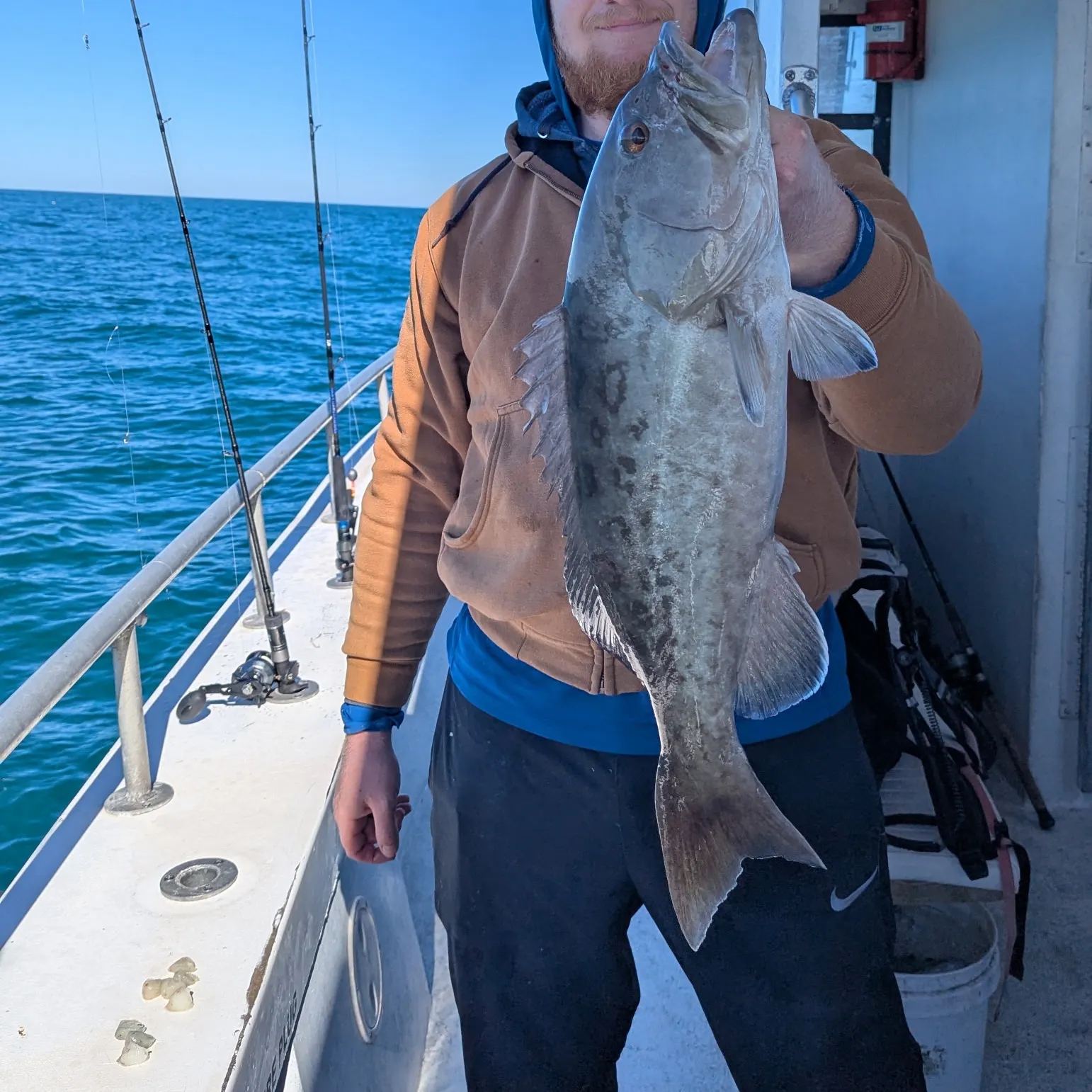 The most recent Gag grouper catches on Fishbrain