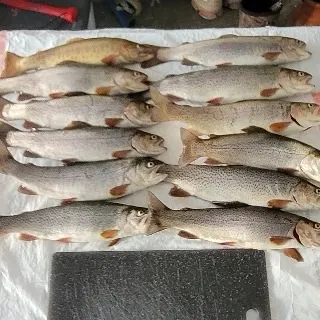 Rainbow trout caught on Fishbrain