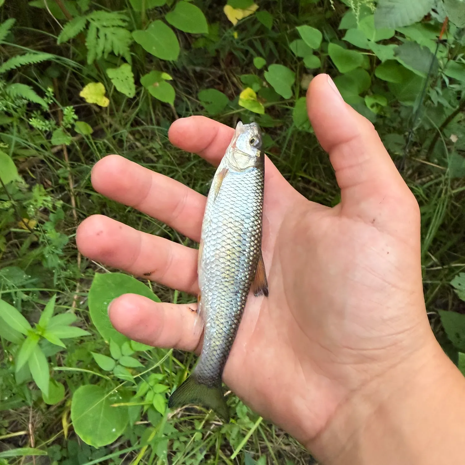 Fallfish caught on Fishbrain