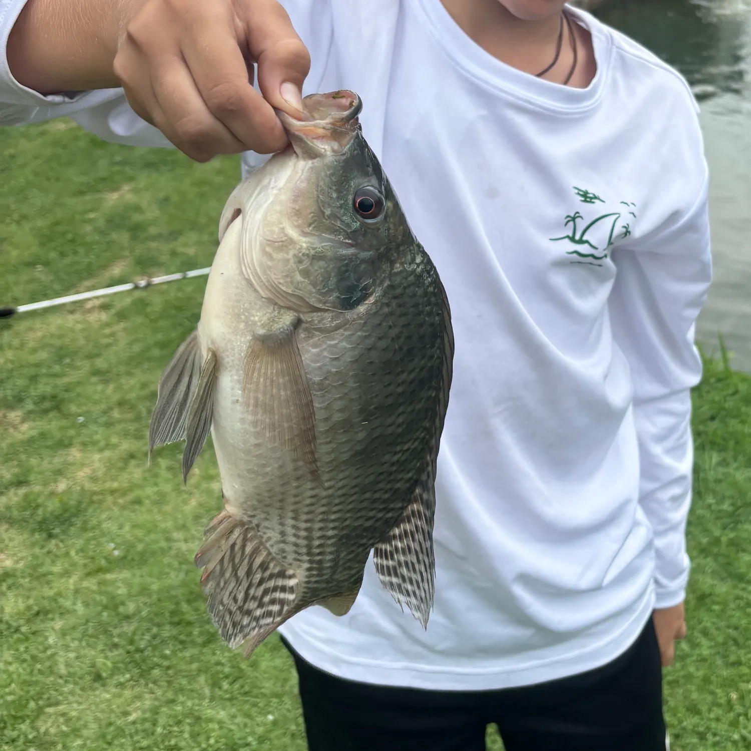 Nile tilapia caught on Fishbrain