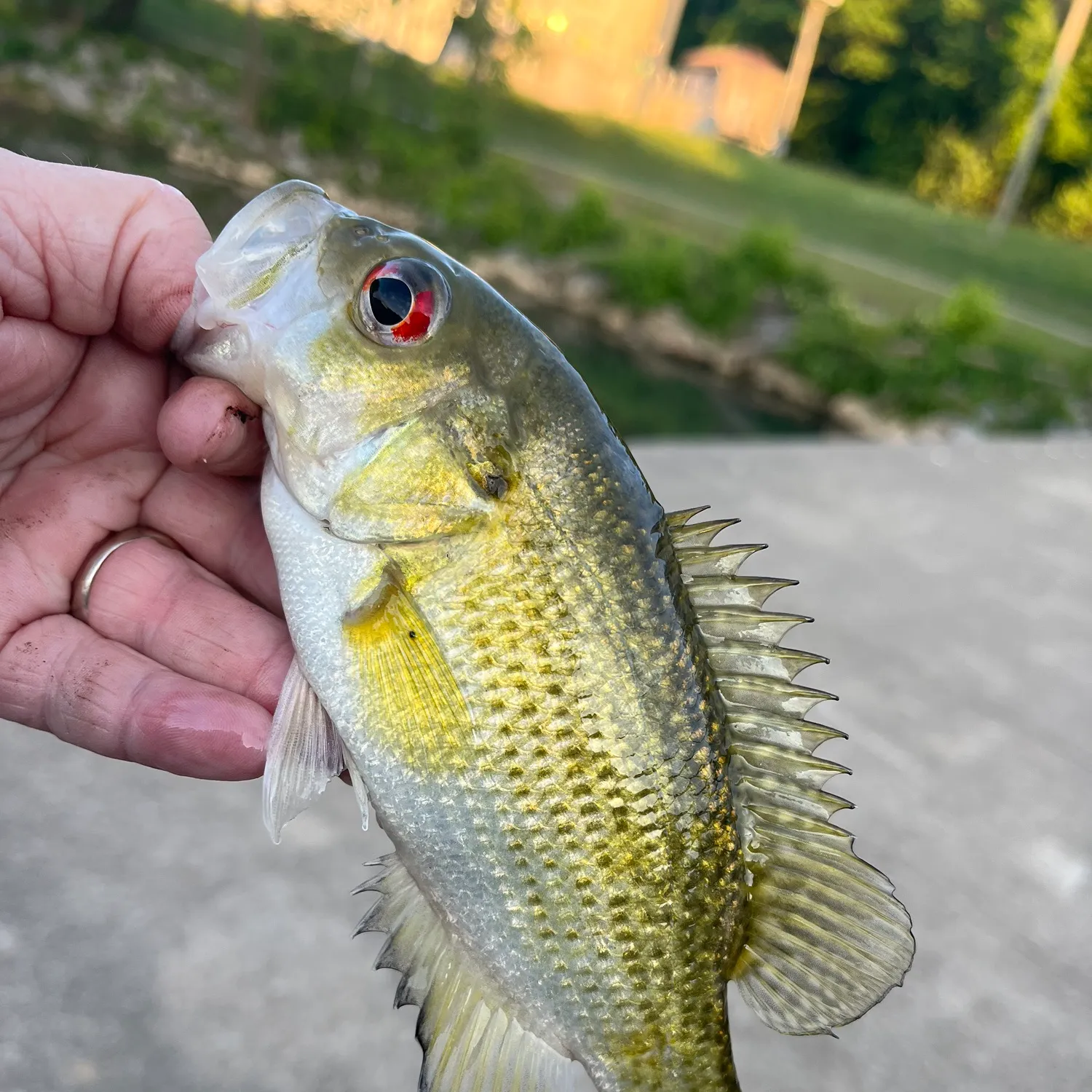 catch