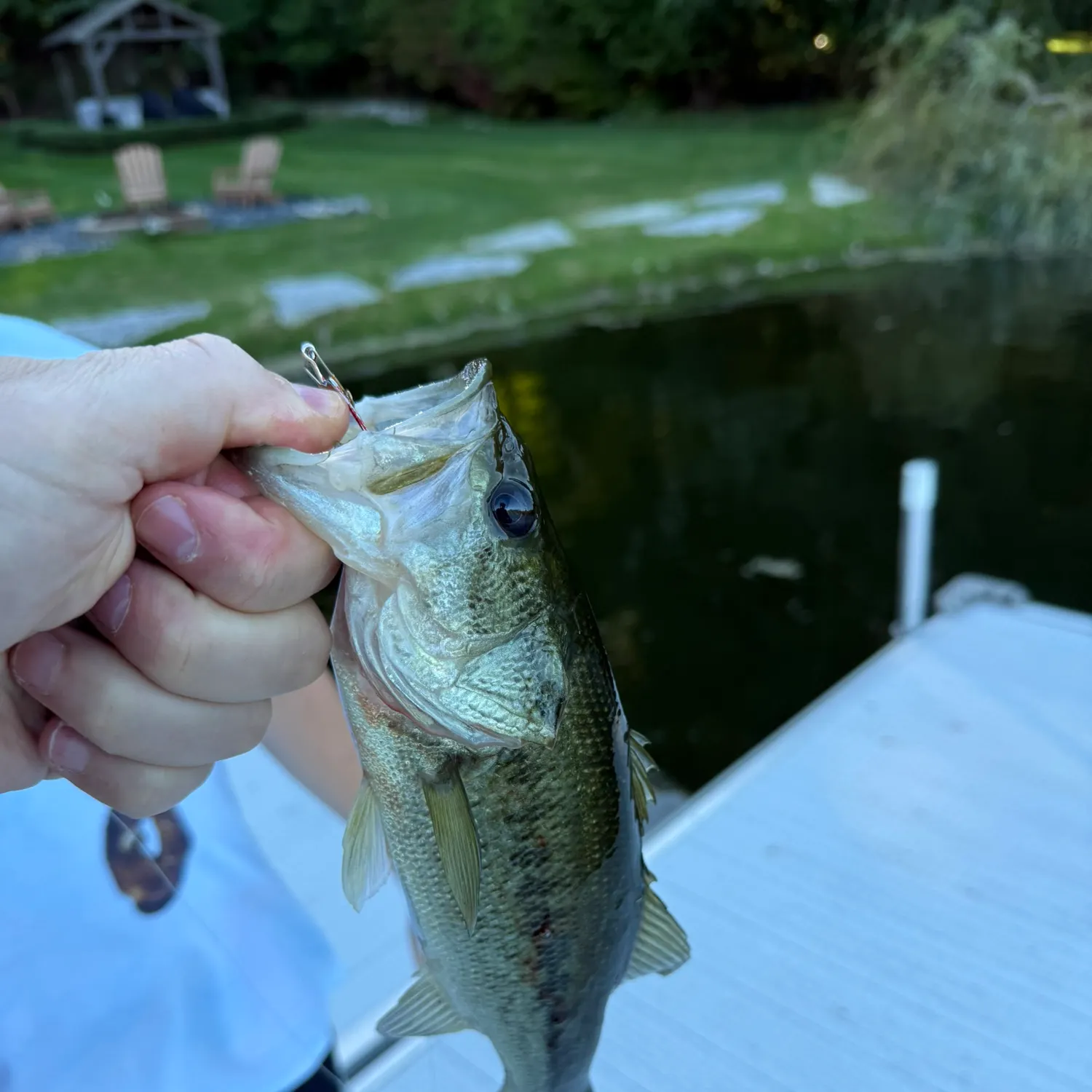 Smallmouth bass caught on Fishbrain