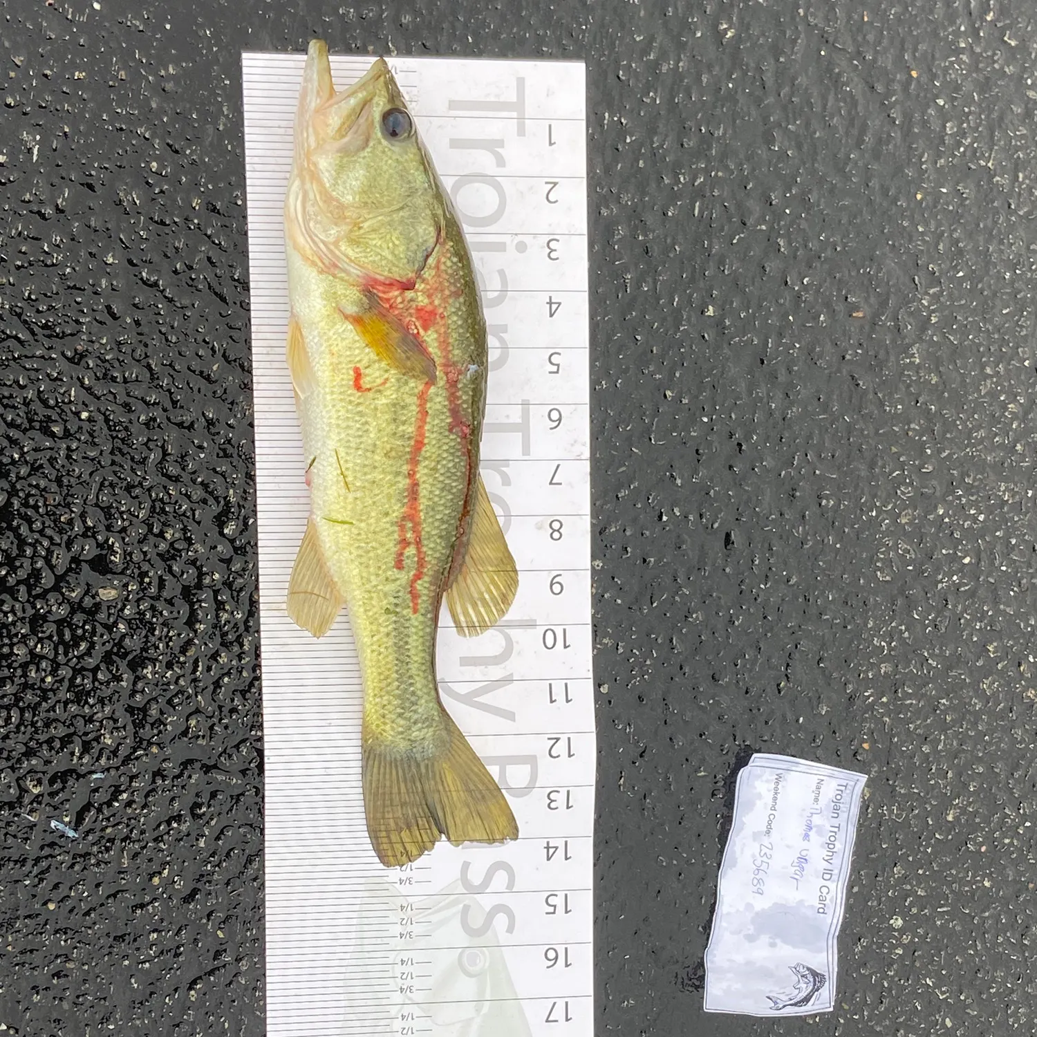 recently logged catches