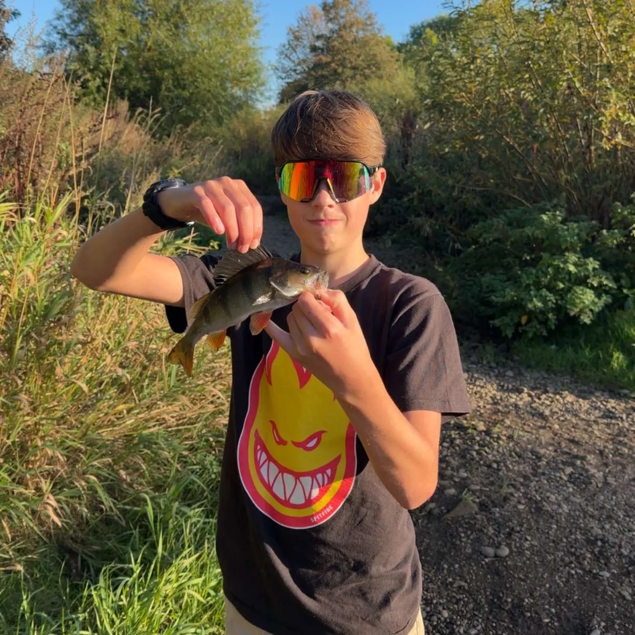 European perch caught on Fishbrain