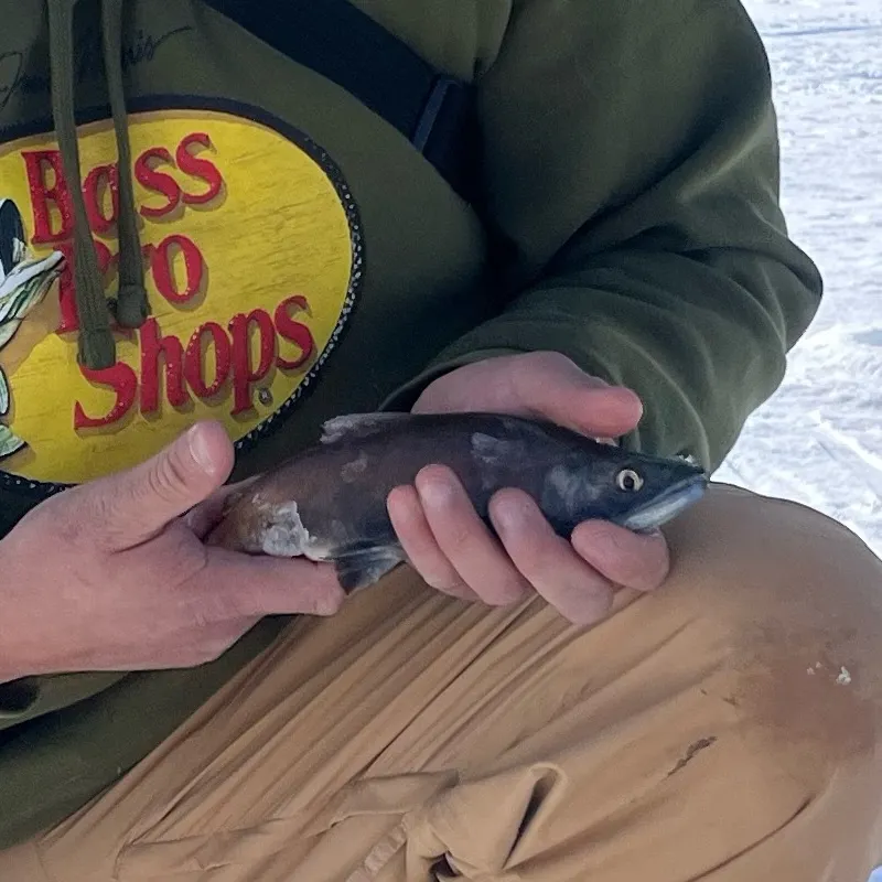 The most recent Kokanee salmon catches on Fishbrain