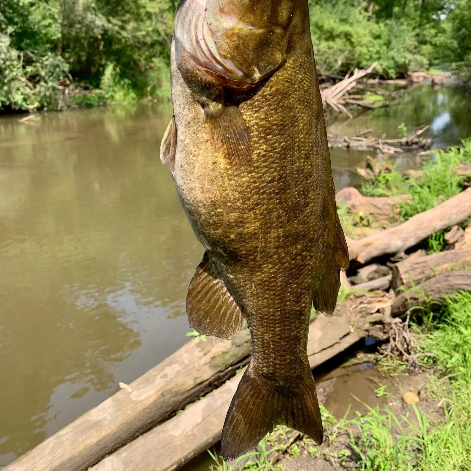 Smallmouth bass caught on Fishbrain