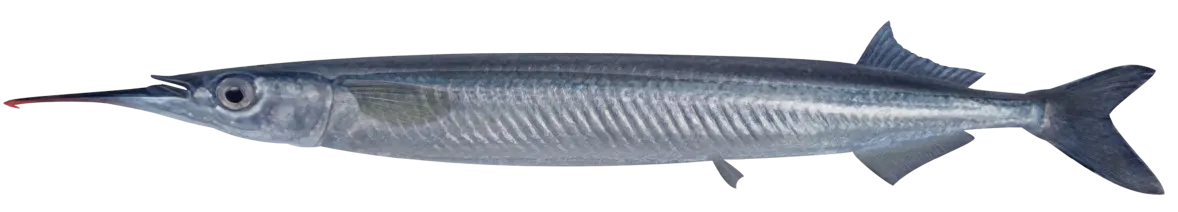 Eastern sea garfish