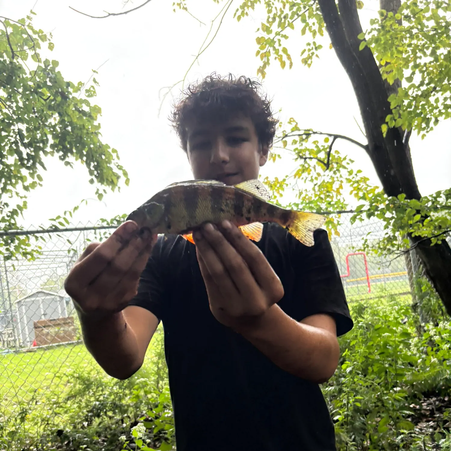 Yellow perch caught on Fishbrain