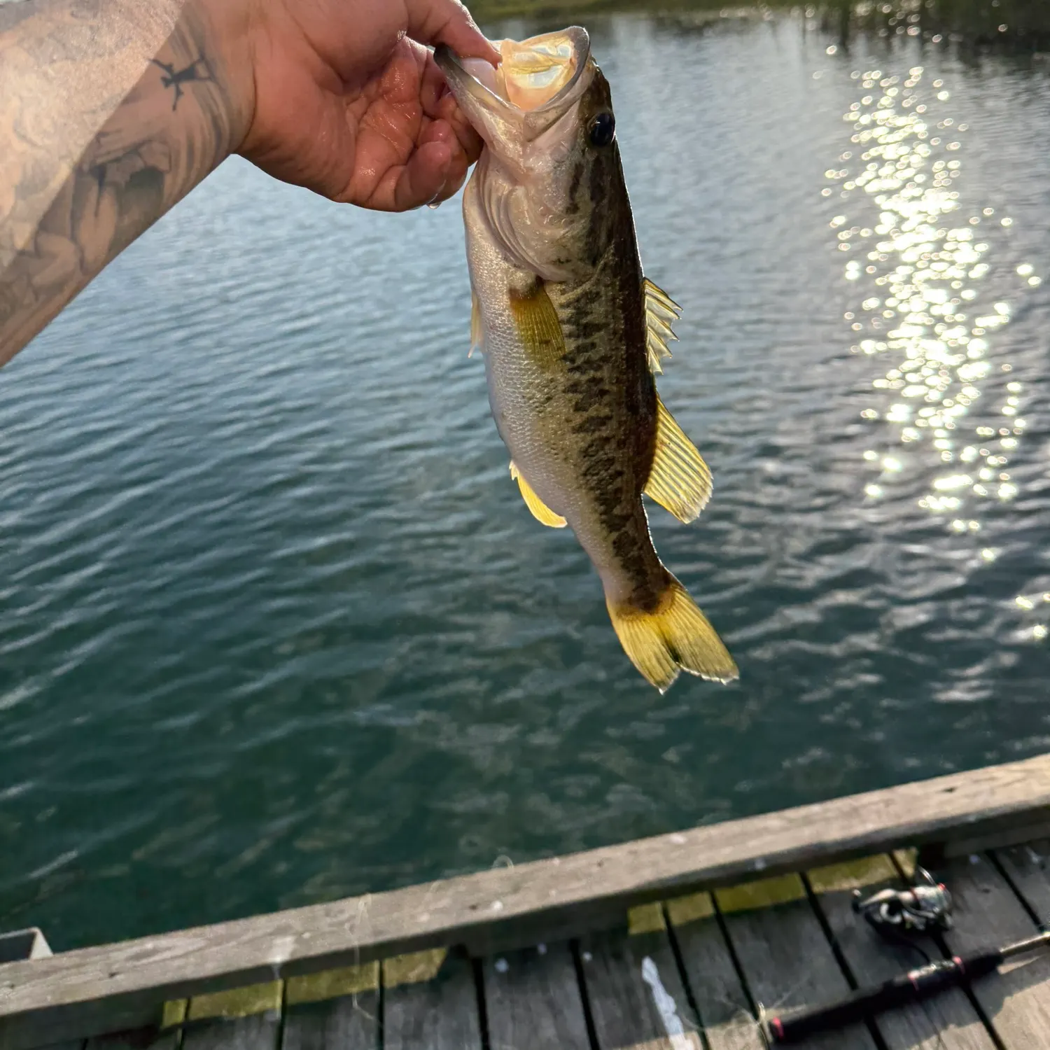 ᐅ Lake Viola fishing reports🎣• Avon Park, FL (United States) fishing
