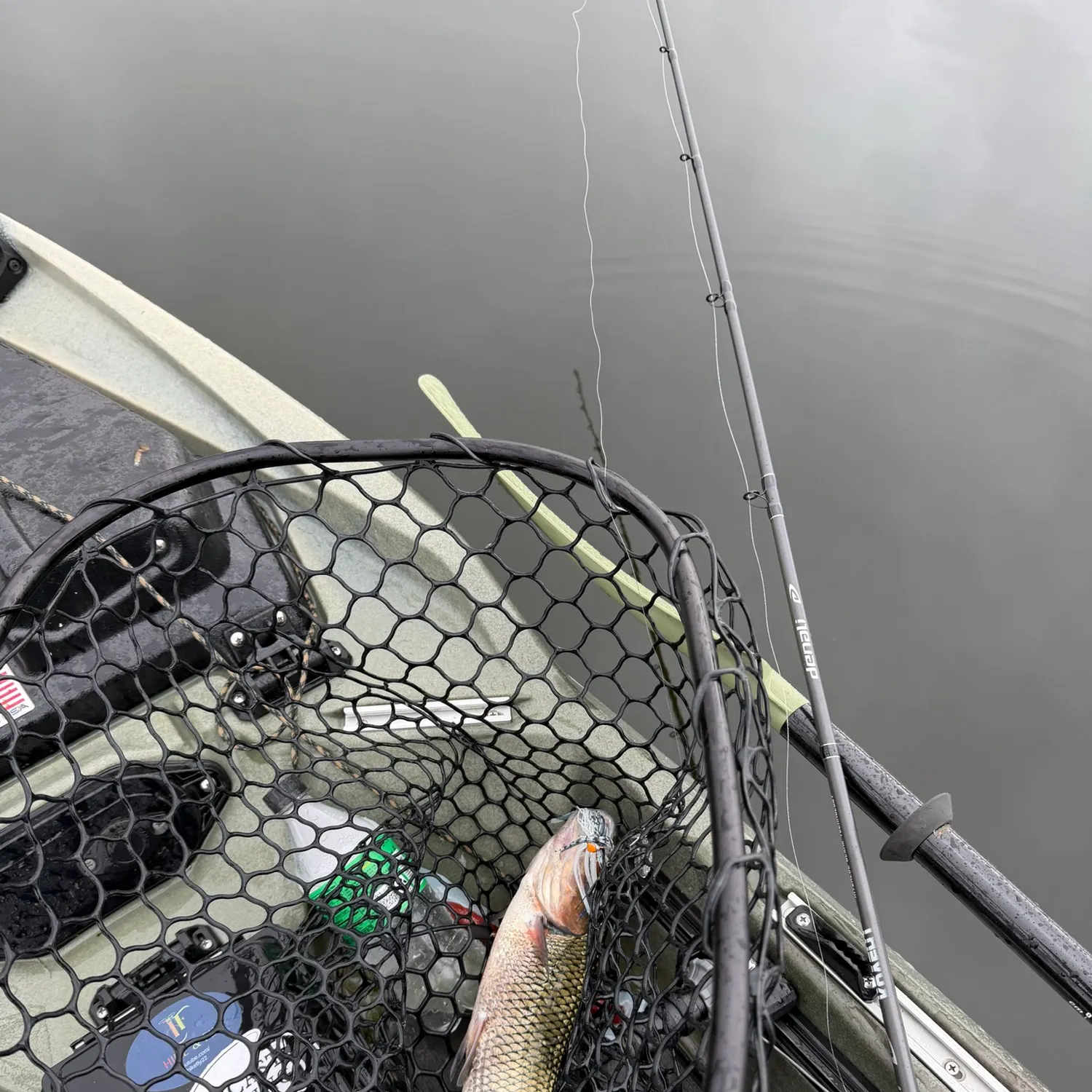 Fallfish caught on Fishbrain