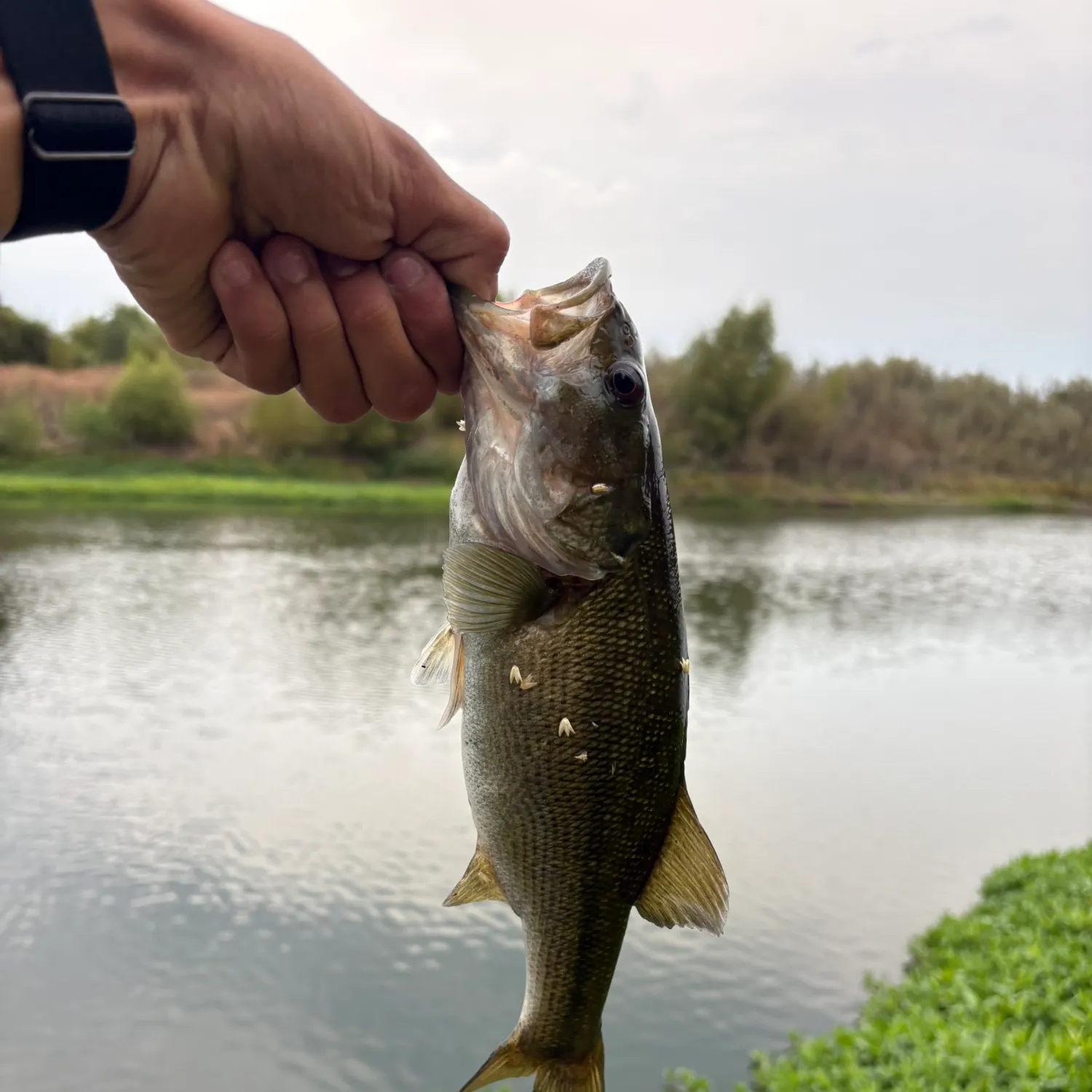 Spotted bass caught on Fishbrain