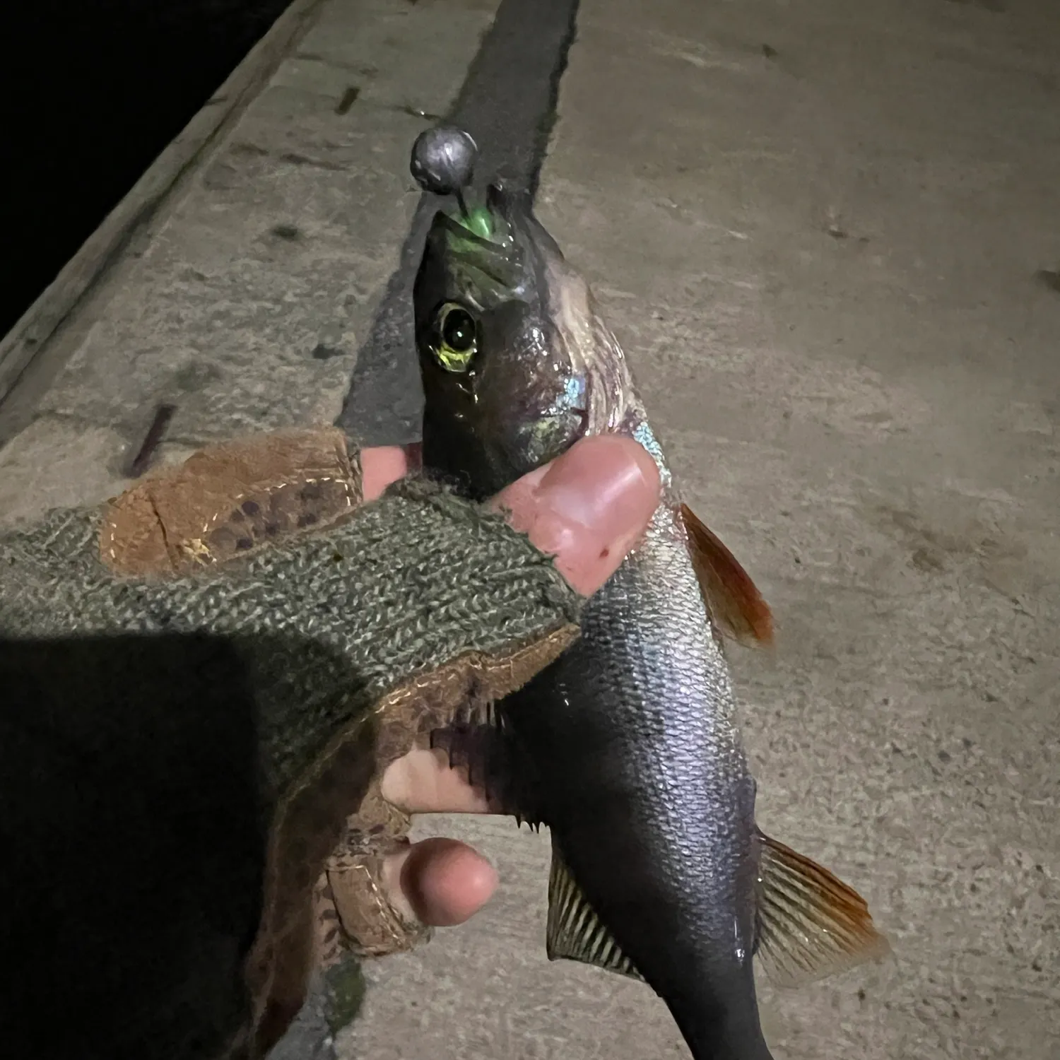European perch caught on Fishbrain