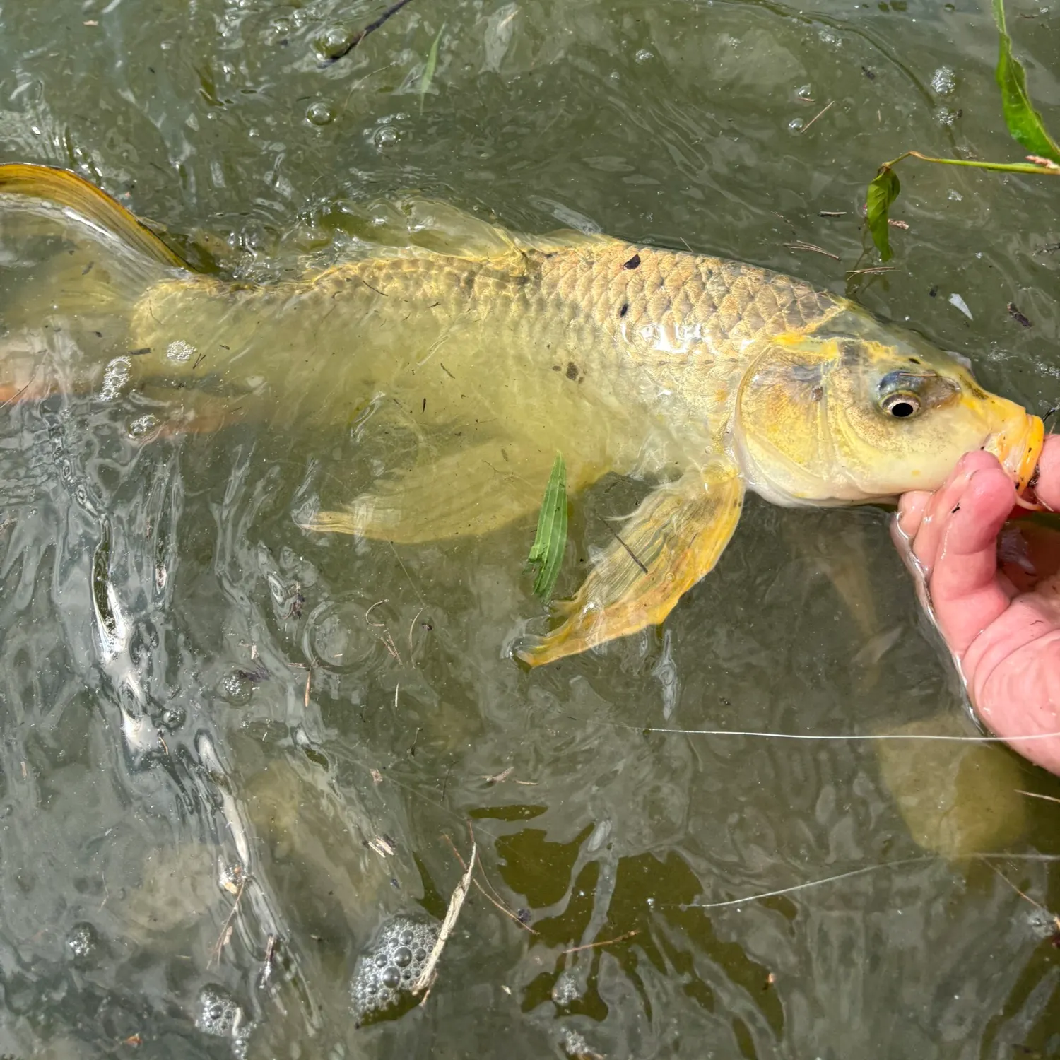 Koi carp caught on Fishbrain