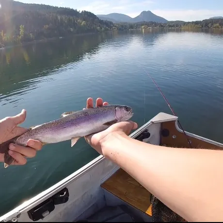Rainbow trout caught on Fishbrain