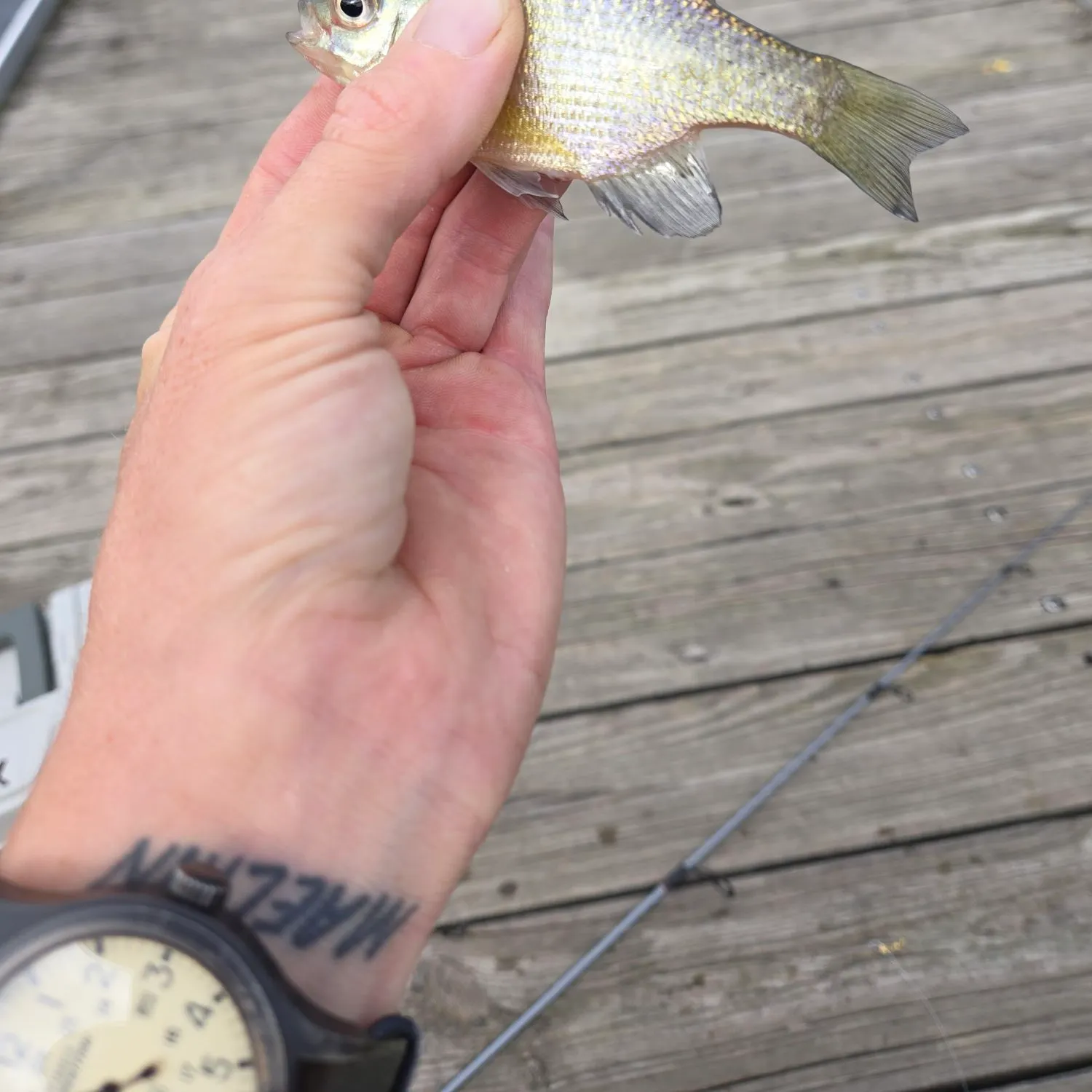 Bluegill caught on Fishbrain