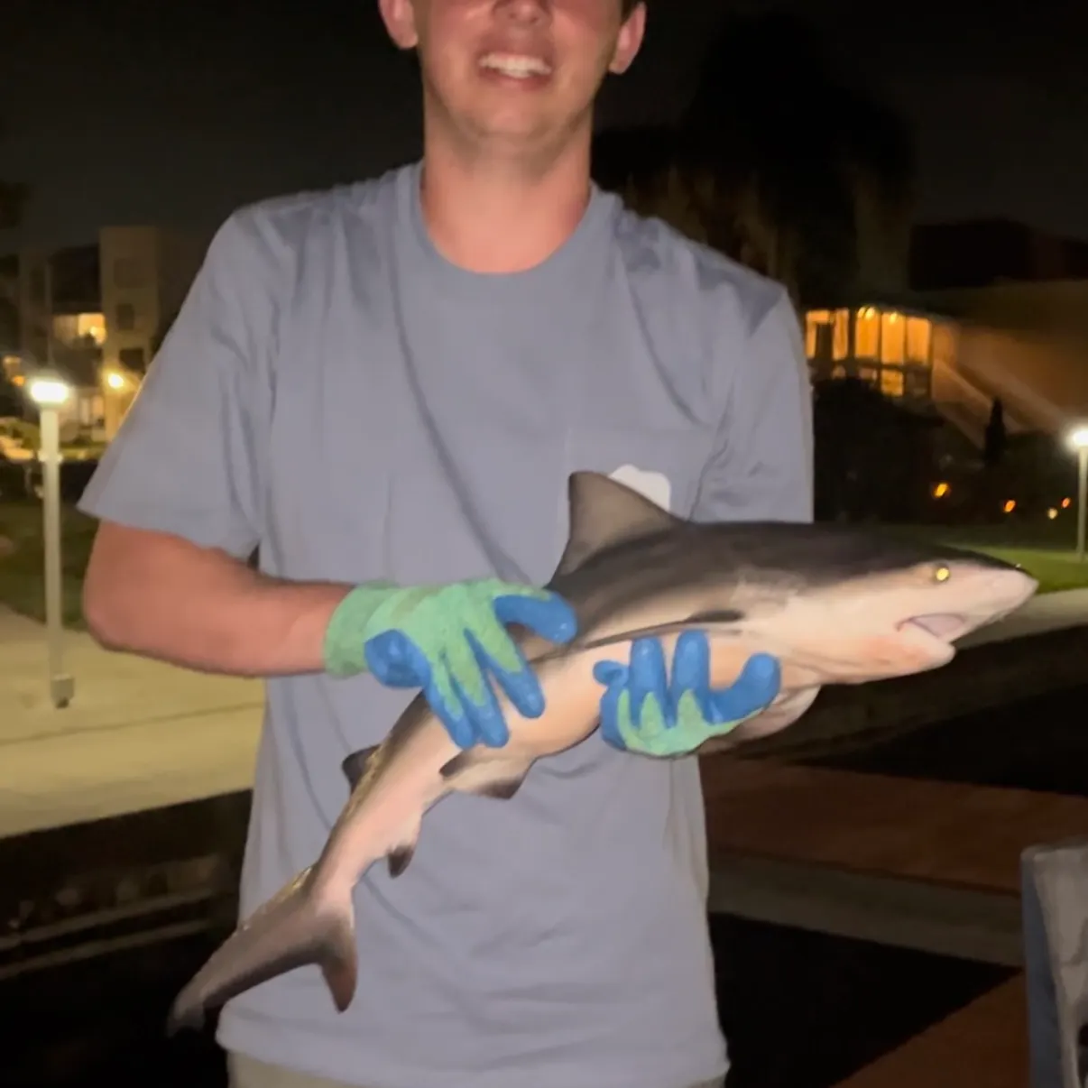 The most recent Spinner shark catches on Fishbrain