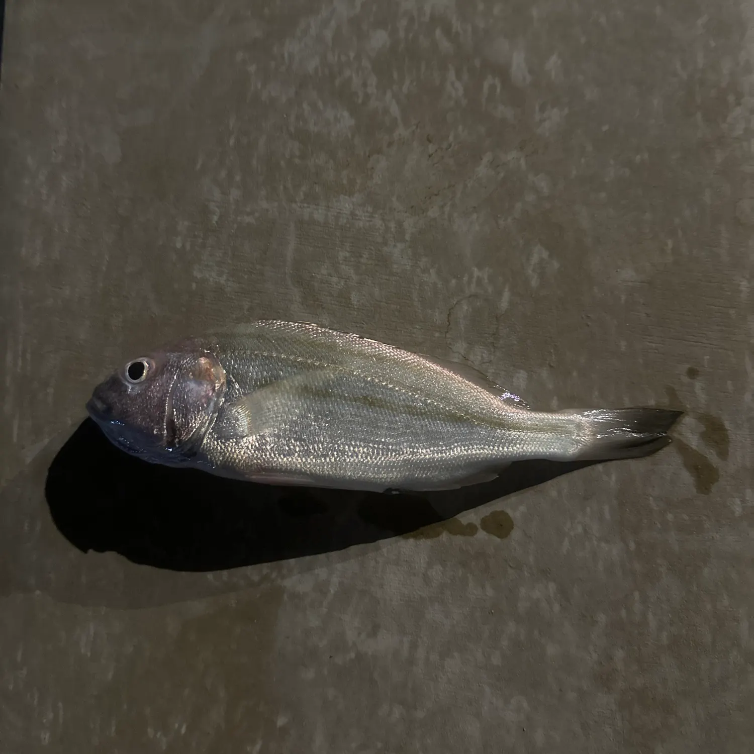 The most recent Goldlined seabream catches on Fishbrain