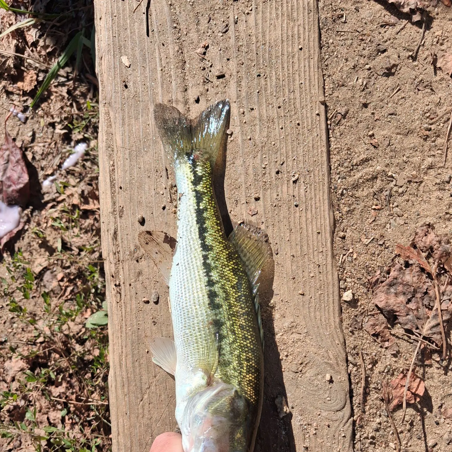 The most recent Spotted bass catches on Fishbrain