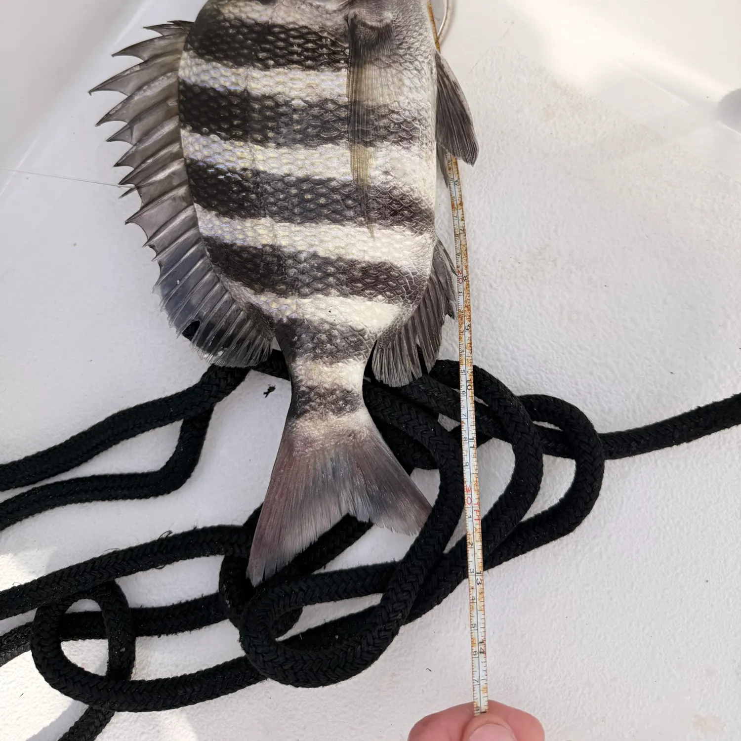 Sheepshead caught on Fishbrain