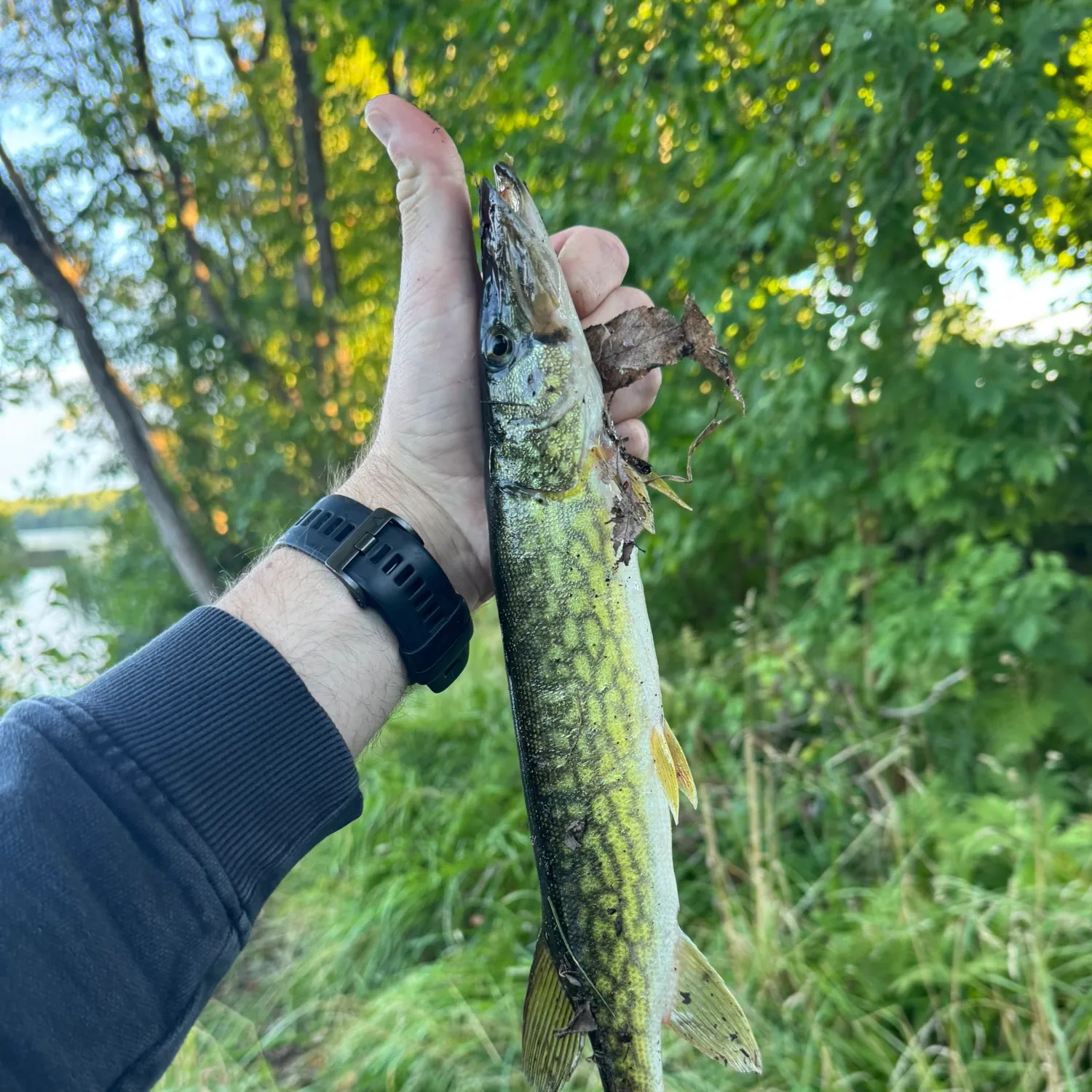 Chain pickerel caught on Fishbrain