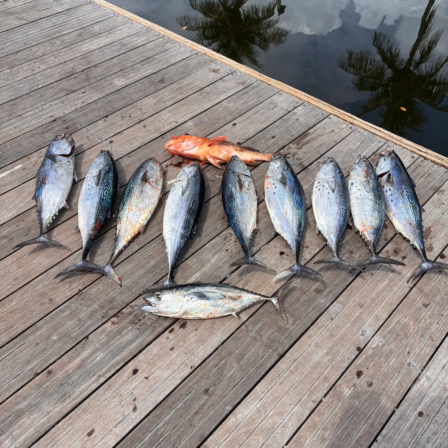 recently logged catches