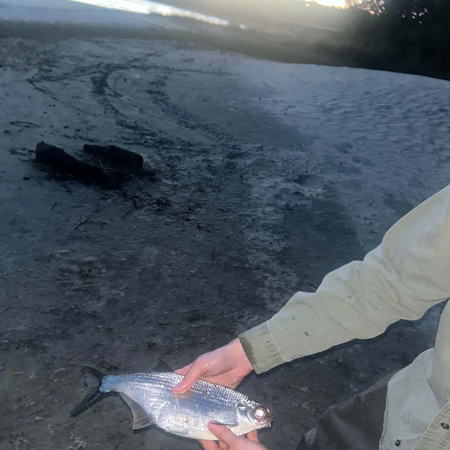 The most recent Mooneye catches on Fishbrain