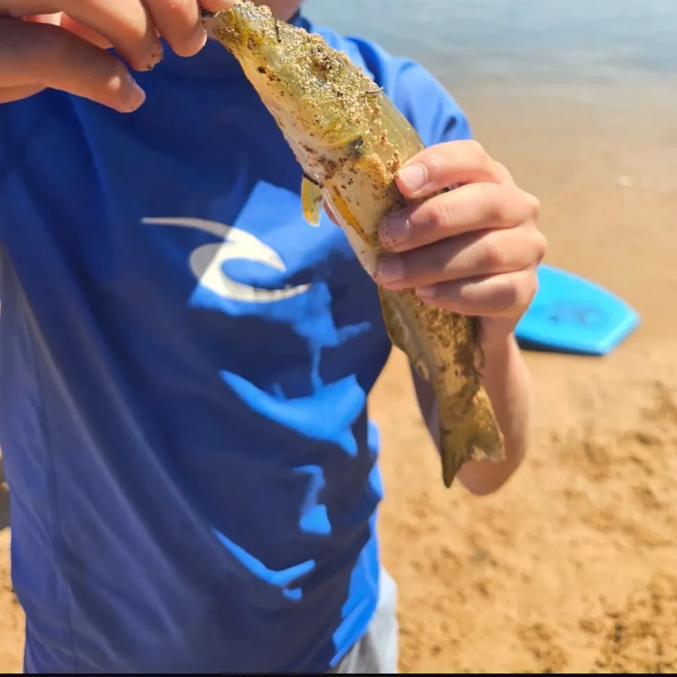 Bluefish caught on Fishbrain