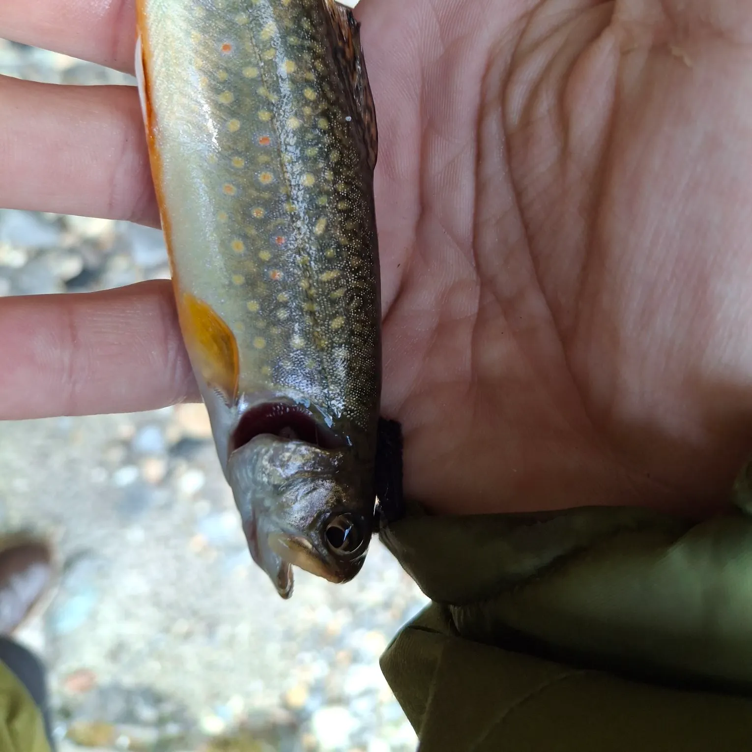 Brook trout caught on Fishbrain