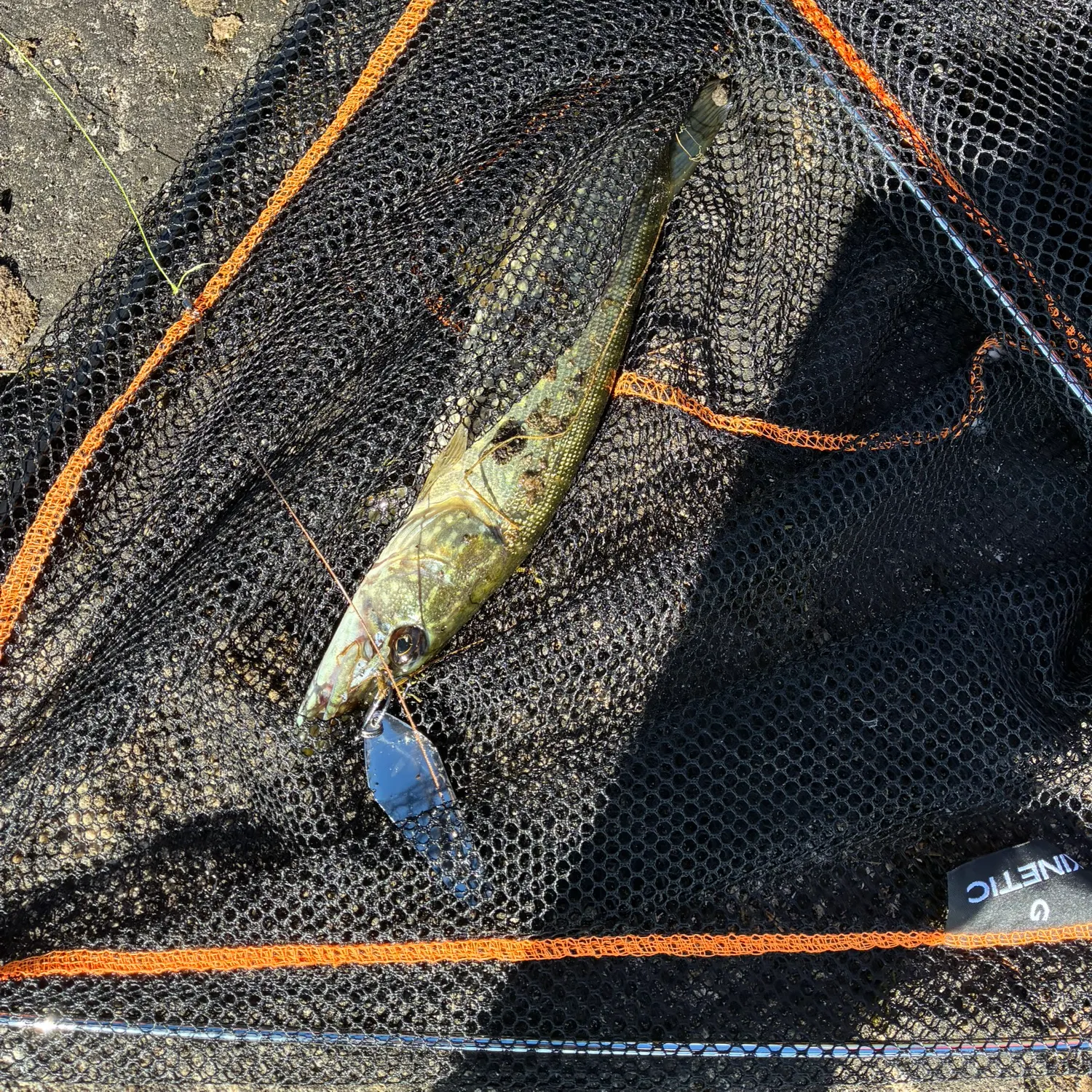 Northern pike caught on Fishbrain